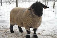 CheckCowOrSheep project thumbnail