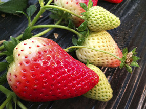 caomei Object Detection Dataset and Pre-Trained Model by Chiang