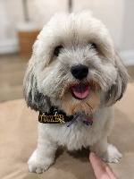 dog_detetion project thumbnail