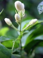 Jasmine-Flower project thumbnail