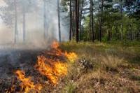 Deteksi Dini Kebakaran Hutan project thumbnail