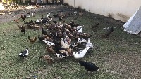 Dataset Image