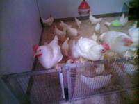 poultry-head-1 project thumbnail