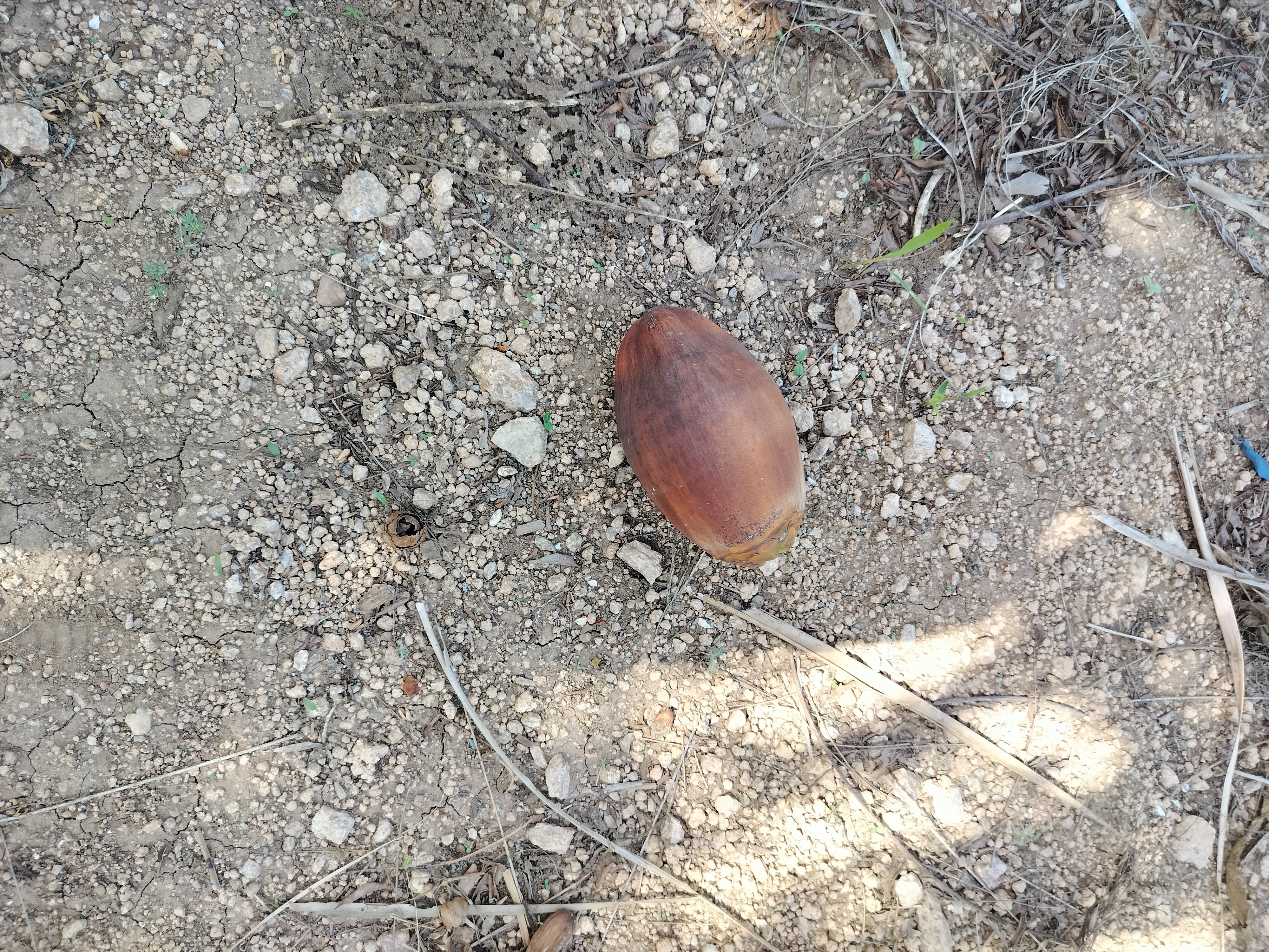 Coconut Logistics Object Detection Model by FMPE TNAU CBE
