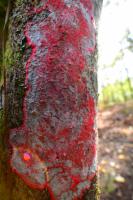 pink disease project thumbnail