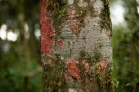 Disease rubber tree trunk project thumbnail