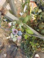 blueberry-images-seg project thumbnail