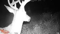 Wildlife Detection-Buck+Doe project thumbnail