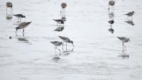 seabird project thumbnail