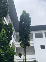 Tropical Plant Identification project thumbnail