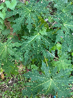 Tropical Garden Plant Species Classification project thumbnail
