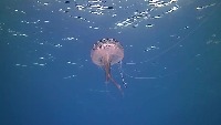 Jelly1 project thumbnail