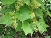 grape Leaf detection yolo8 part3 project thumbnail