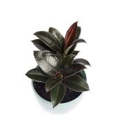 plant-segmentation project thumbnail