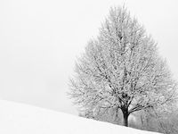 maple tree project thumbnail