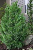 tree project thumbnail