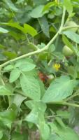 TOMATO SEGMENTATION project thumbnail
