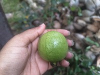 guava detection project thumbnail