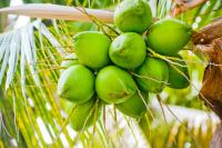 coconut project thumbnail