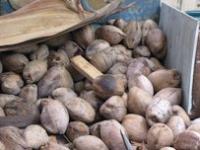 Coconut Maturity project thumbnail