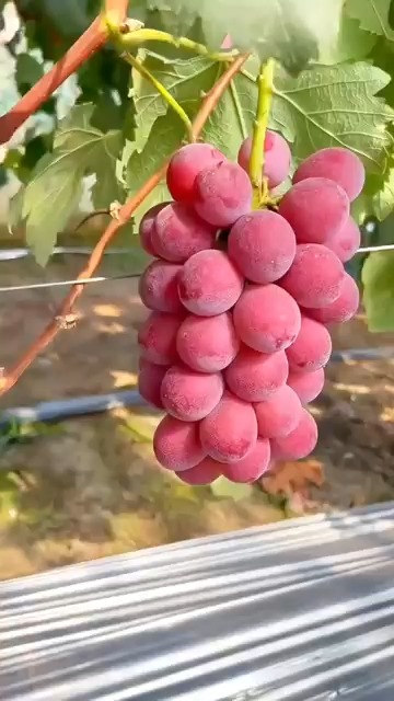 grapes harvesting Object Detection Dataset and Pre-Trained Model by kusuma