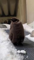 penguins project thumbnail