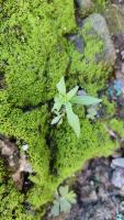 weed_crop project thumbnail