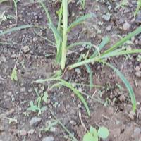 Weed Detection project thumbnail