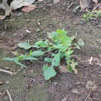 weed_crop project thumbnail