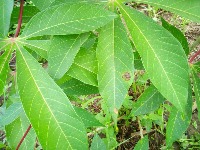 penyakit_daun_singkong project thumbnail