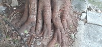 TreeBark project thumbnail