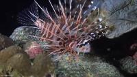 Underwater project thumbnail