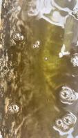 Larvae Prawn Ver 3 project thumbnail