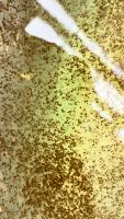 Larvae Prawn 2 project thumbnail