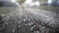 broiler-cctv-2026 project thumbnail