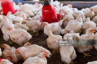 Find chickens 2 project thumbnail