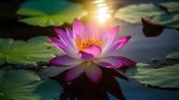 rose sunflower lotus project thumbnail
