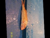 Striped Red Mullet project thumbnail