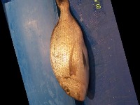 Red Sea Bream project thumbnail
