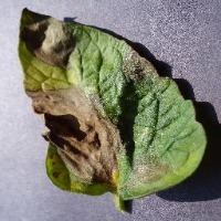 Tomato leaf late blight one project thumbnail