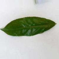 Tea project thumbnail