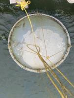Shrimp-detection project thumbnail