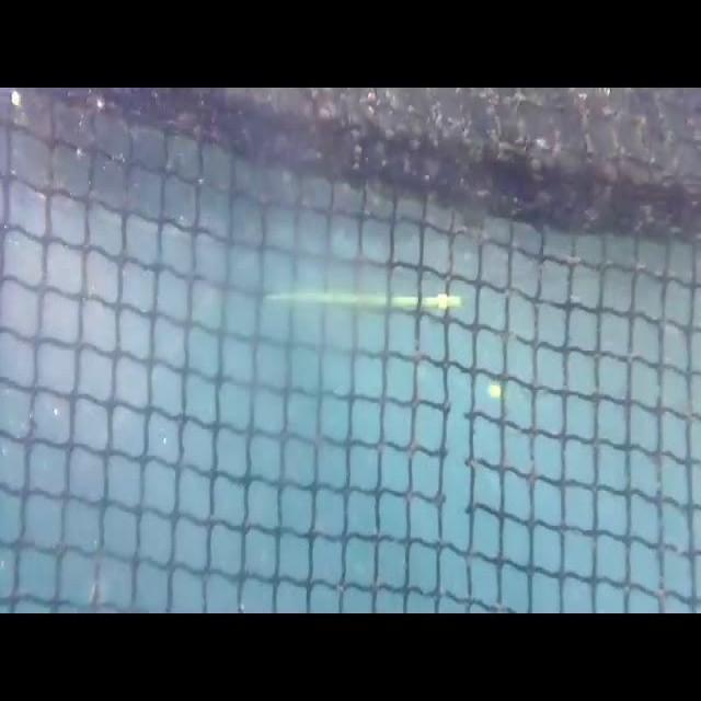 net Object Detection Dataset by BEEOAO