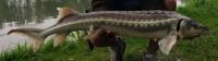 fishtrack_datasecik project thumbnail