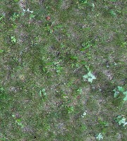 Dataset Image