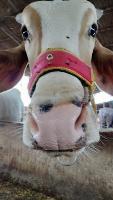 cowfaceind project thumbnail