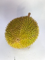 durian project thumbnail