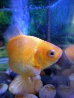 Deteksi Ikan Hias project thumbnail