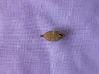 Cardamom Pods project thumbnail