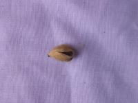 CardamomPods project thumbnail